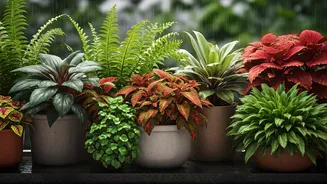 Monsoon Gardening Can Be Surprisingly Simple