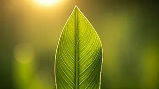 Ignite Your Day: 5 Powerful Morning Affirmations for Inner Peace and Confidence