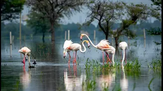 Discover the Wings of Winter: Exploring India’s Wildlife Sanctuaries and Bird-Watching Havens