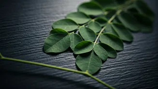 Moringa Leaves Bring Green Power To Indian Meals