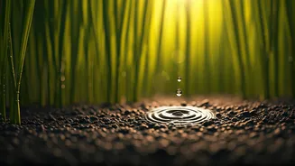 Nature's Symphony: How Rice Seeds 'Hear' Rain and Speed Up Sprouting!