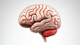 Understanding Brain Aneurysms: Causes and Concerns