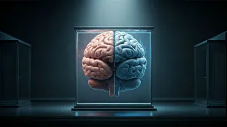 Unlocking Seizure Control: How Sleep & Stress Secrets Impact Your Brain's Stability