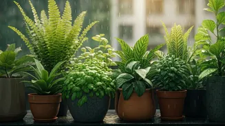 Monsoon Gardening Ideas For Every Apartment