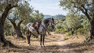 Horseback Adventures Can Link Portugal's Castles And Countryside