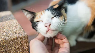 A ciência explica: gatos respondem melhor quando falamos com'voz de bebê'