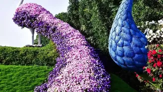 India Sends Peacocks to Geneva Before Their Release into Ariana Park