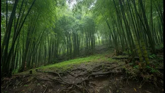 Mizoram Green Infrastructure Success: How Community Bamboo Replanting Minimises Rain-Triggered Soil Erosion