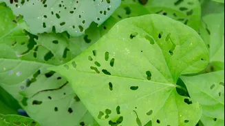 Want to keep pests away? These plants can help