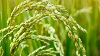 How Dry Spells Can Affect India's Kharif Crops