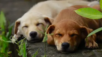 Rainy Weather Is Putting Tick Prevention And Pet Hygiene Back On The Indian Pet-Care Checklist