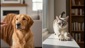 Could A Dog Or Cat Better Match Your Emotional Routine? Study Suggests