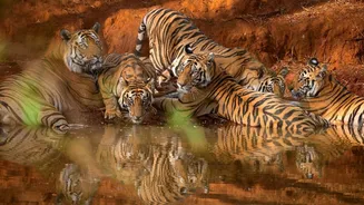 Wildlife Populations See Staggering 73% Decline Since 1970, WWF Report Finds