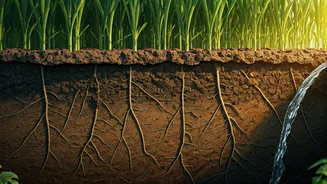 Unlock Farming Potential: Boost Yields, Conserve Water, and Slash Costs with Thriving Soil