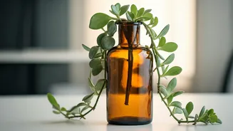 Trailing Jade Apothecary Bottles Are Ultimate Office Desktop Accessory