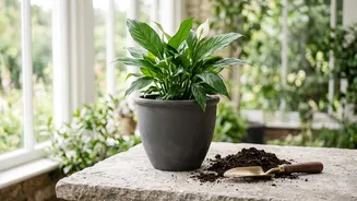 How To Repot Indoor Plants Safely Simple Beginners Guide To Changing Soil Without Shock