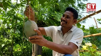 Mango worth Rs 3 lakh per kg, more expensive than silver; Indian farmer guards it like treasure