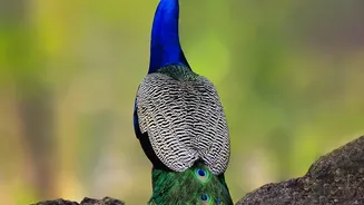 UN Geneva's Grounds Gain Four Blue Peafowl and One White Male
