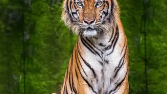 A Larger Tiger Population Makes Coexistence Nepal's Next Conservation Test