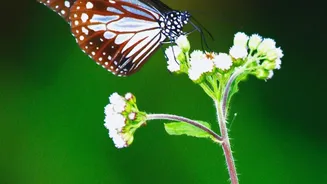 From Butterflies To Small Birds, Local Wildlife Can Find Useful Resources In Well-Planned Balcony Gardens