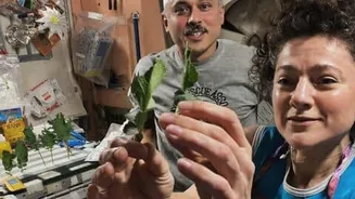 Astronauts Menon and Meir grow kale, wasabi mustard on ISS