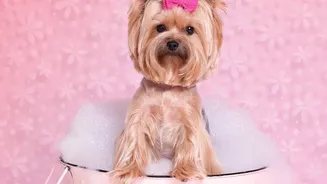 Choose Grooming and Boarding Services with Clear Care Protocols