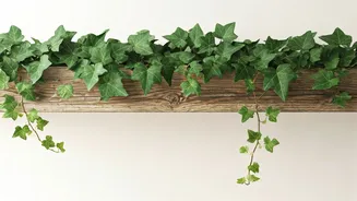 English Ivy: Effortless Indoor Greenery - Rapid Growth, Easy Care, Timeless Appeal