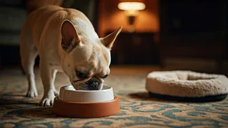 In-House Pet Services Are The New Hospitality Flex