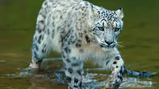 Ladakh's Snow Leopard Safari: Rumbak, Shang and Uley Among the First Identified Areas