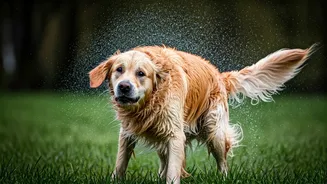 Wet Fur Season Is Almost Here For Pets