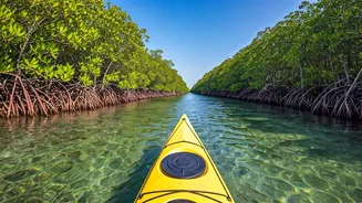 Explore Senegal's Stunning Marine Wildlife