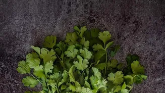 Coriander, Fenugreek and Spinach Need Extra Attention During Monsoon Shopping