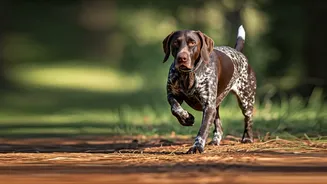 Unleash the Hunter Within: 7 Dog Breeds Engineered for the Chase