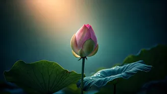 Bhagavad Gita's Chapter 4.39: Master Your Senses for True Knowledge and Inner Peace