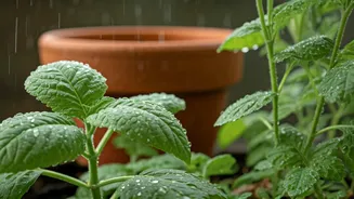How To Maintain Balcony Garden In Heavy Rains