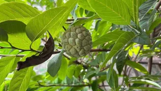 Health benefits of custard apple leaves