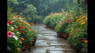 Monsoon Gardening: 10 Simple Tips to Keep Your Plants Healthy During Heavy Rains