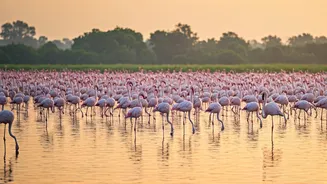 Navi Mumbai's Pink Visitors: Unveiling the Migratory Journey of Flamingos