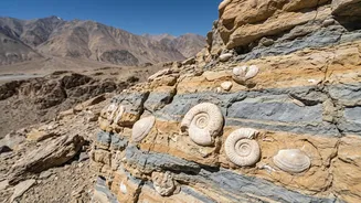 Subathu Marine Link Is The Detail That Changes How We Read 38-Million-Year-Old Marine Fossils Found In Ladakh