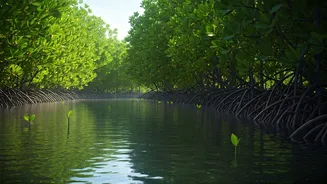 Buckingham Canal's Green Revival: 20,000 Mangroves Transform Polluted Waterway