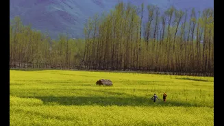 Hailstorms Cause Crop Damage in Jammu and Kashmir Constituencies