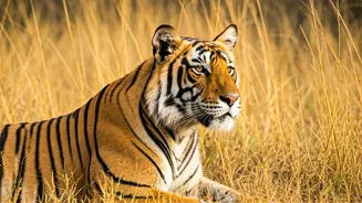 5 Reasons Wildlife Enthusiasts Flock to Ranthambore Right Now