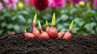 Mastering Dahlia Tuber Planting: Cultivate Stunning Blooms Year After Year