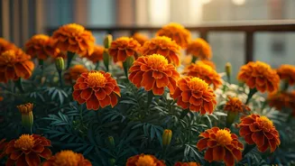 Marigolds Give Balcony Gardens Instant Festive Energy