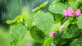Monsoon plant care: Tips to keep indoor and outdoor plants healthy during the rainy season
