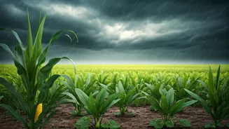 These Rain-Friendly Crops Rarely Disappoint