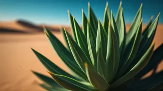Tidestromia Oblongifolia: Surviving the Harsh Desert