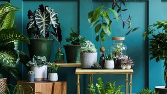 Confused about indoor plants? Let AI help you
