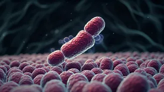 India Chooses Gut Friendly Foods