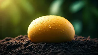 Malda: India's Unrivaled 'Mango City' and Its Sweetest Secrets